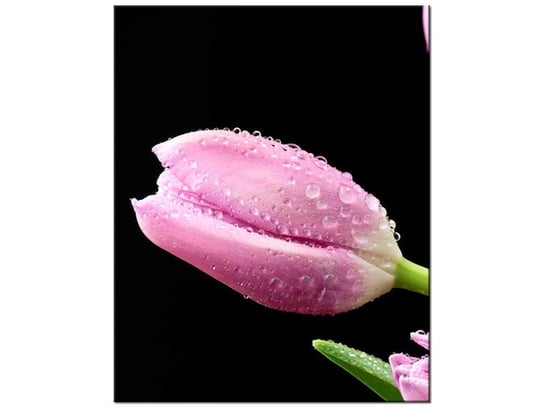 Obraz Fioletowe tulipany, 40x50 cm Oobrazy