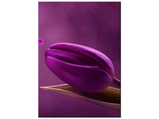 Obraz Fioletowe tulipany, 50x70 cm Oobrazy