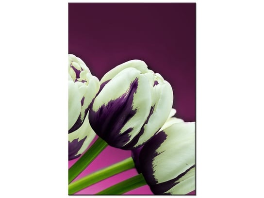 Obraz Fioletowe tulipany, 60x90 cm Oobrazy