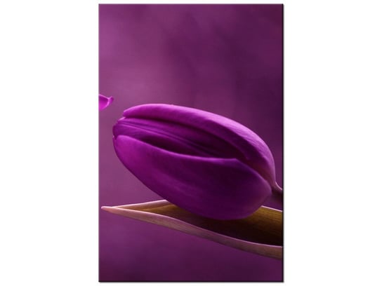 Obraz Fioletowe tulipany, 60x90 cm Oobrazy