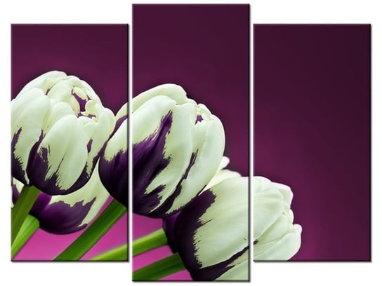 Obraz, Fioletowo-białe tulipany, 3 elementy, 90x70 cm Oobrazy