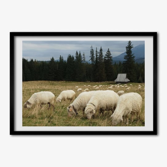 Obraz foto ramka do salonu TULUP Pasące się owce 70x50 cm Tulup