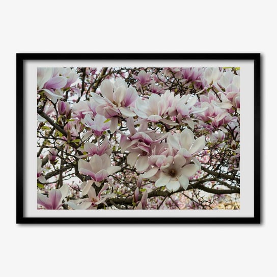 Obraz foto w ramce TULUP Kwiaty magnolii 70x50 cm cm Tulup