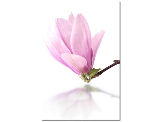 Obraz Gałązka magnolii, 20x30 cm Oobrazy