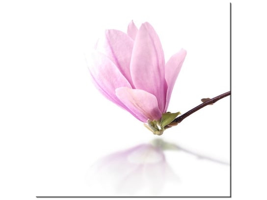 Obraz, Gałązka magnolii, 30x30 cm Oobrazy