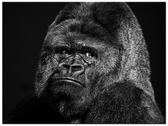 Obraz Gorilla Face - Feans, 40x30 cm Oobrazy