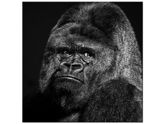 Obraz Gorilla Face - Feans, 50x50 cm Oobrazy