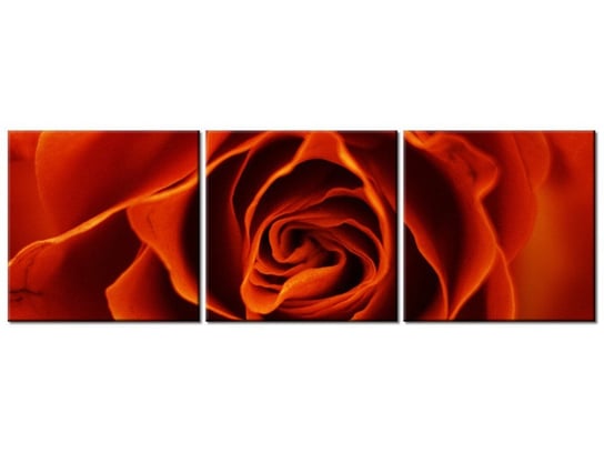 Obraz Herbaciana róża, 3 elementy, 120x40 cm Oobrazy