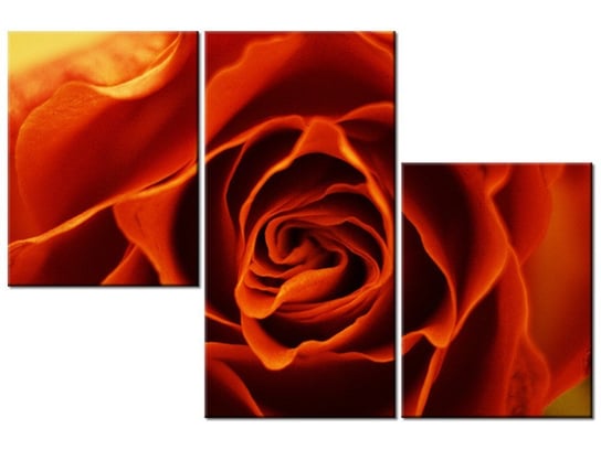 Obraz Herbaciana róża, 3 elementy, 90x60 cm Oobrazy