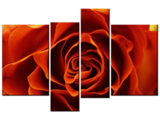 Obraz Herbaciana róża, 4 elementy, 130x85 cm Oobrazy