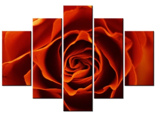 Obraz Herbaciana róża, 5 elementów, 150x105 cm Oobrazy