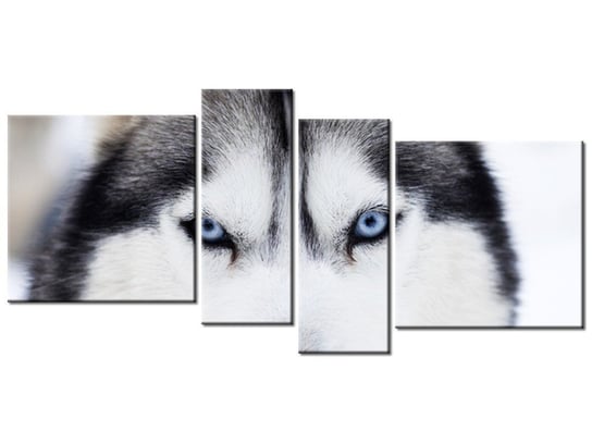 Obraz Husky, 4 elementy, 120x55 cm Oobrazy