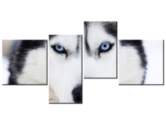 Obraz Husky, 4 elementy, 140x70 cm Oobrazy