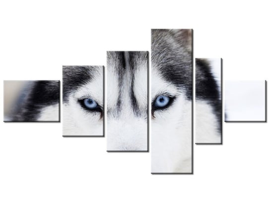 Obraz Husky, 6 elementów, 180x100 cm Oobrazy
