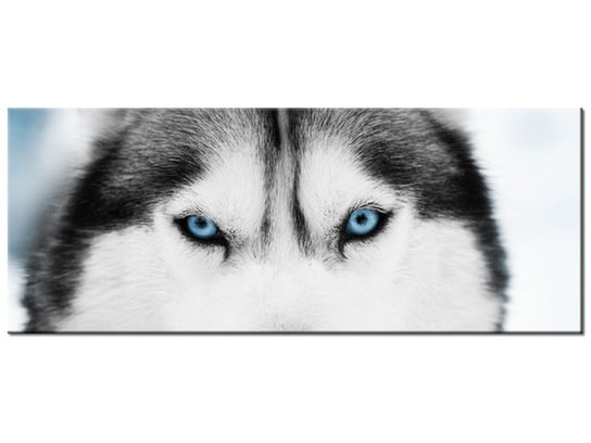 Obraz Husky syberyjski, 100x40 cm Oobrazy