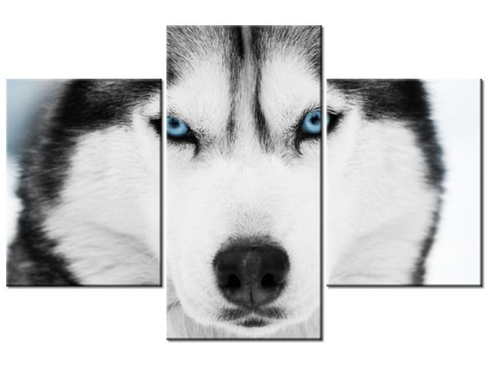 Obraz Husky syberyjski, 3 elementy, 90x60 cm Oobrazy