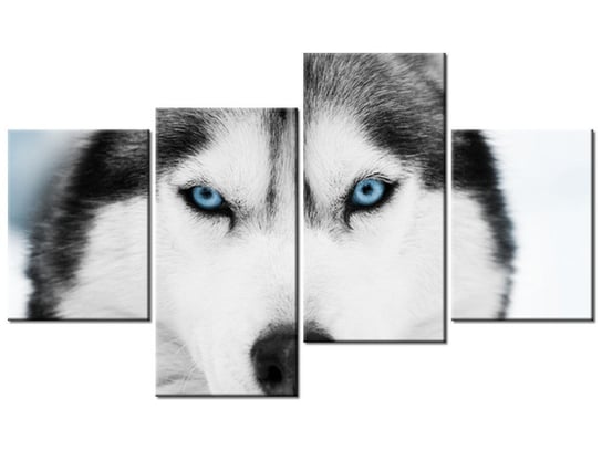 Obraz Husky syberyjski, 4 elementy, 120x70 cm Oobrazy