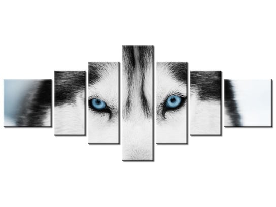 Obraz Husky syberyjski, 7 elementów, 160x70 cm Oobrazy