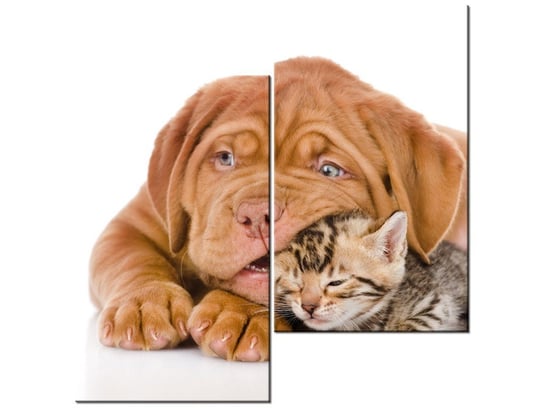 Obraz Jak pies z kotem, 2 elementy, 60x60 cm Oobrazy