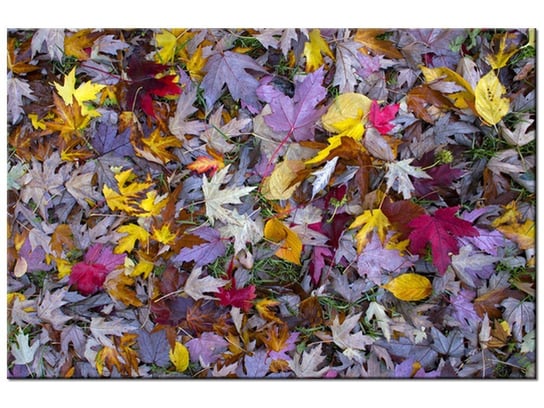 Obraz Jesienne kolory - Feans, 90x60 cm Oobrazy