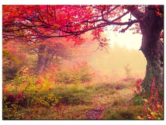 Obraz Jesienny krajobraz, 70x50 cm Oobrazy