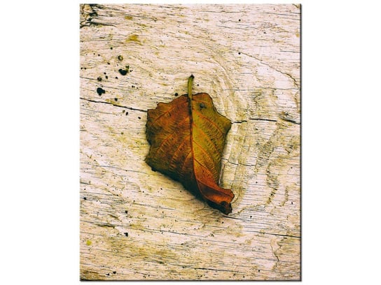 Obraz Jesienny liść-Jenny Downing, 40x50 cm Oobrazy