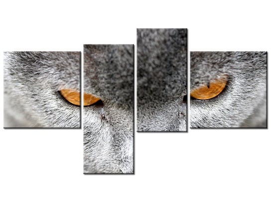 Obraz Kocur - Jenny Downing, 4 elementy, 100x55 cm Oobrazy