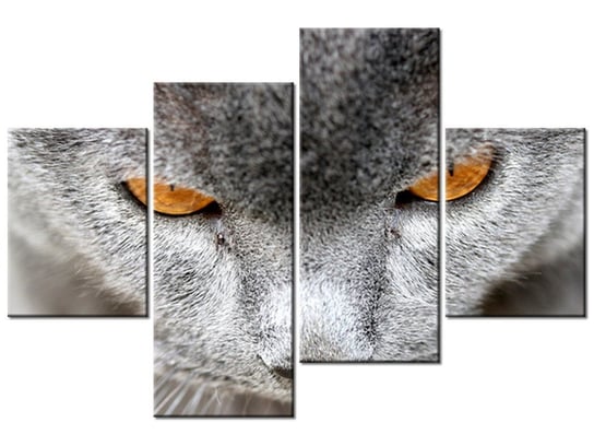 Obraz Kocur - Jenny Downing, 4 elementy, 120x80 cm Oobrazy