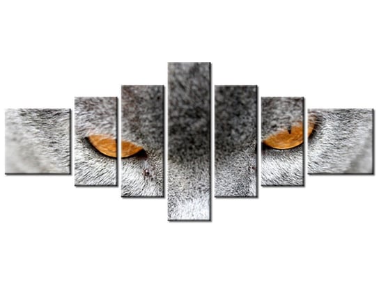 Obraz Kocur - Jenny Downing, 7 elementów, 160x70 cm Oobrazy