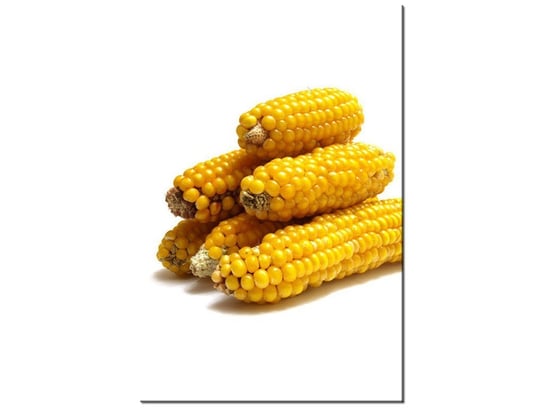 Obraz Kolby kukurydzy, 20x30 cm Oobrazy