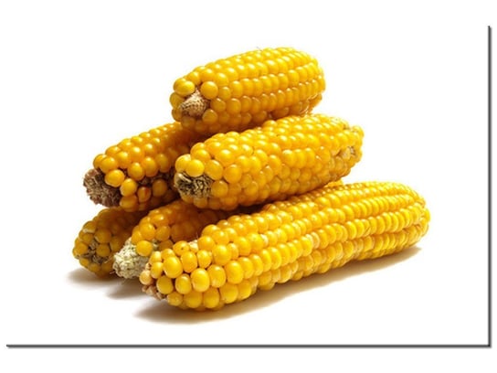 Obraz Kolby kukurydzy, 30x20 cm Oobrazy