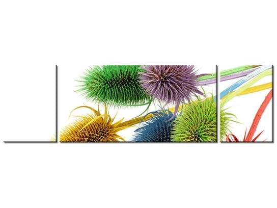 Obraz Kolorowy oset, 3 elementy, 170x50 cm Oobrazy