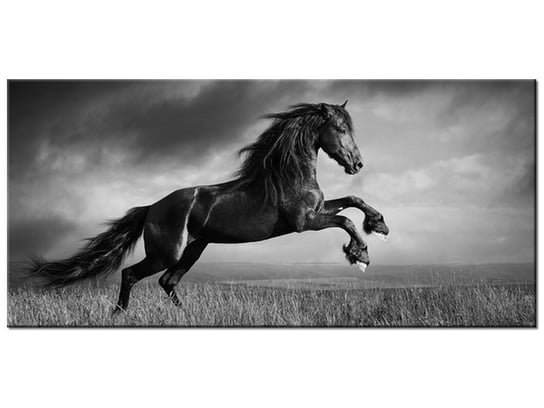Obraz, Koń, 115x55 cm Oobrazy
