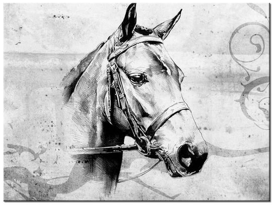Obraz Koń, 40x30 cm Oobrazy