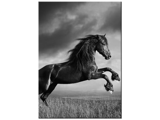 Obraz Koń, 50x70 cm Oobrazy