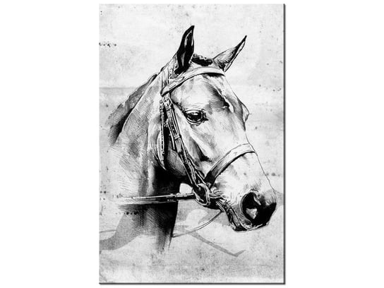 Obraz Koń, 80x120 cm Oobrazy