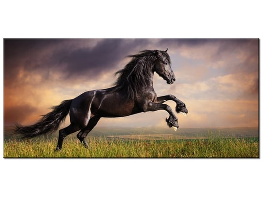 Obraz, Koń staje dęba, 115x55 cm Oobrazy