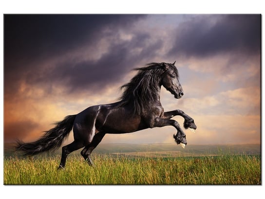 Obraz, Koń staje dęba, 120x80 cm Oobrazy