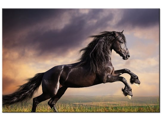 Obraz Koń staje dęba, 30x20 cm Oobrazy
