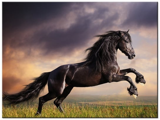 Obraz, Koń staje dęba, 40x30 cm Oobrazy