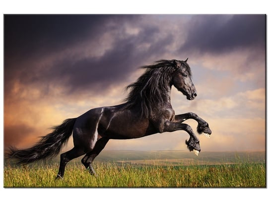 Obraz, Koń staje dęba, 60x40 cm Oobrazy