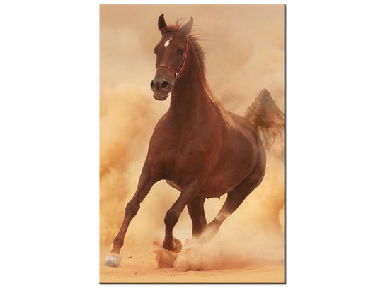 Obraz Koń w galopie, 20x30 cm Oobrazy