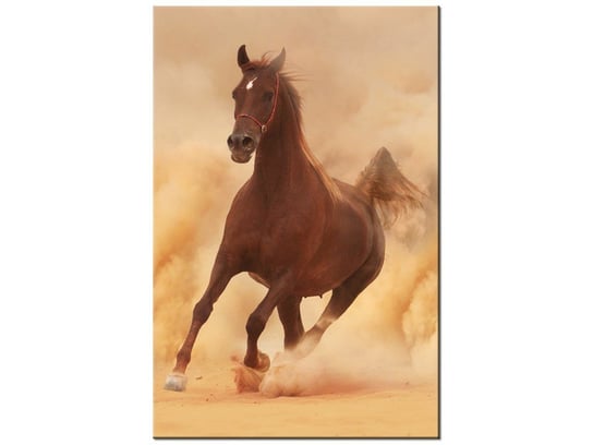 Obraz Koń w galopie, 40x60 cm Oobrazy