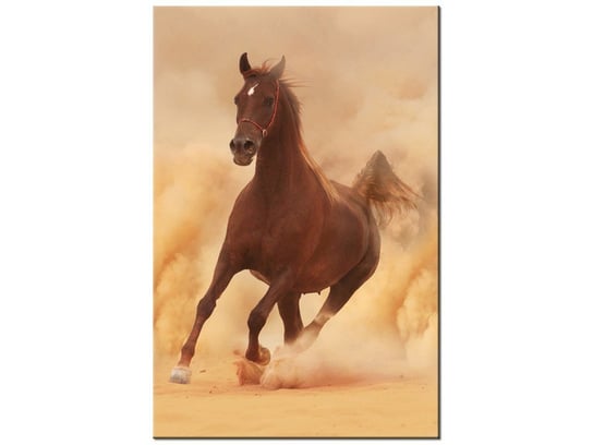 Obraz Koń w galopie, 60x90 cm Oobrazy