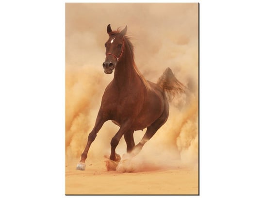 Obraz Koń w galopie, 70x100 cm Oobrazy
