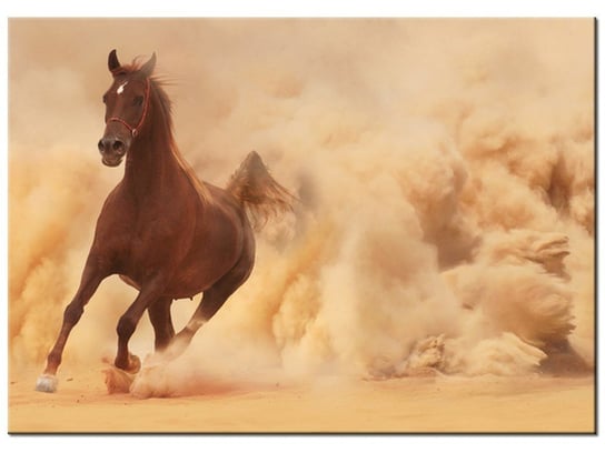 Obraz Koń w galopie, 70x50 cm Oobrazy