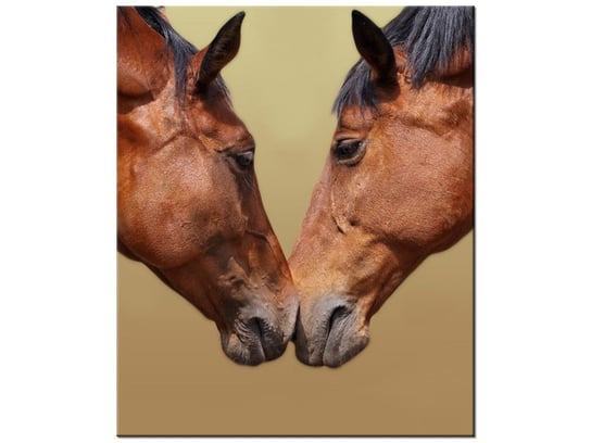 Obraz Konie, 50x60 cm Oobrazy