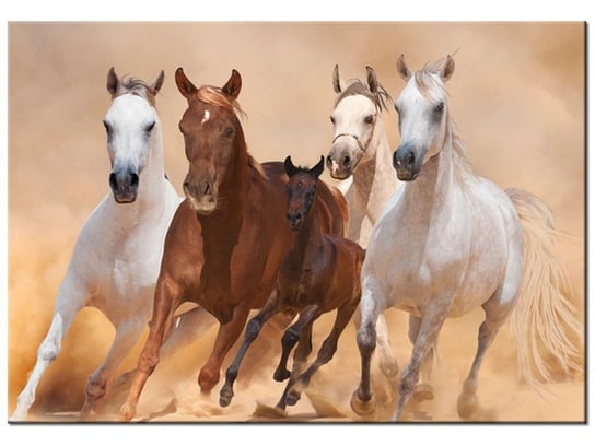 Obraz, Konie w galopie, 100x70 cm Oobrazy