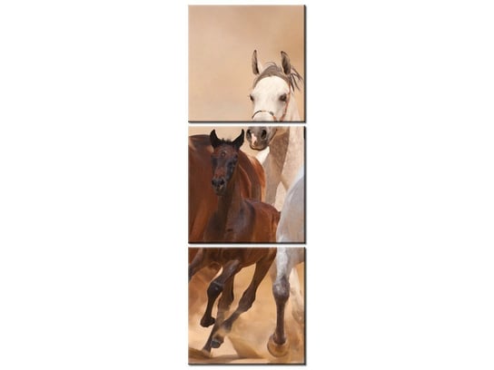 Obraz Konie w galopie, 3 elementy, 30x90 cm Oobrazy