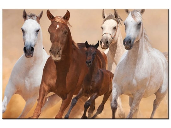 Obraz Konie w galopie, 30x20 cm Oobrazy
